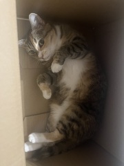 Rodents and Risk Assessments - the Excellent Cats applaud Gizmo's recent achievements