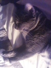 Cats are the best thing in the world
