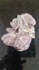Found a strange bone-like thing in the garden, any ideas?