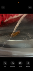 Bug found in washing machine door after wash, what could it be?