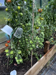 Tomatoes