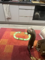 Rodents and Risk Assessments - the Excellent Cats applaud Gizmo's recent achievements