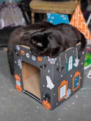 Rodents and Risk Assessments - the Excellent Cats applaud Gizmo's recent achievements