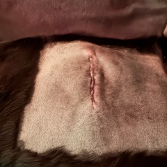 Dog with suspected grass seed in paw, likely recovery time?