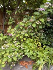 Hydrangea - what would you do?