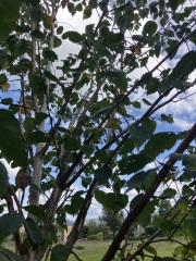 Sad about my tree
