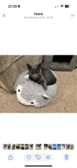 Rodents and Risk Assessments - the Excellent Cats applaud Gizmo's recent achievements