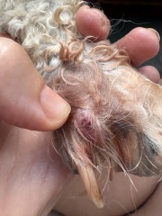 Dog with suspected grass seed in paw, likely recovery time?