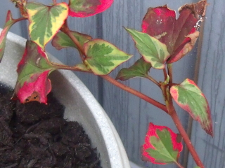 Can anyone identify this plant ?