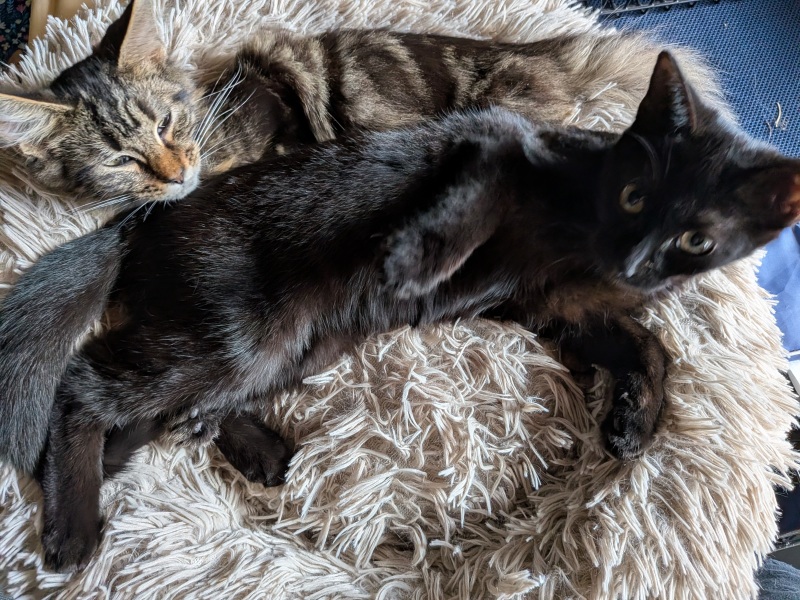 Kitten love ❤️ meet vlad 🥰