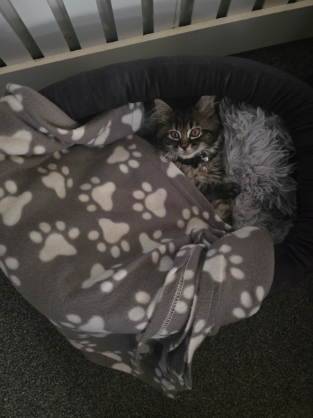 Kitten love ❤️ meet vlad 🥰