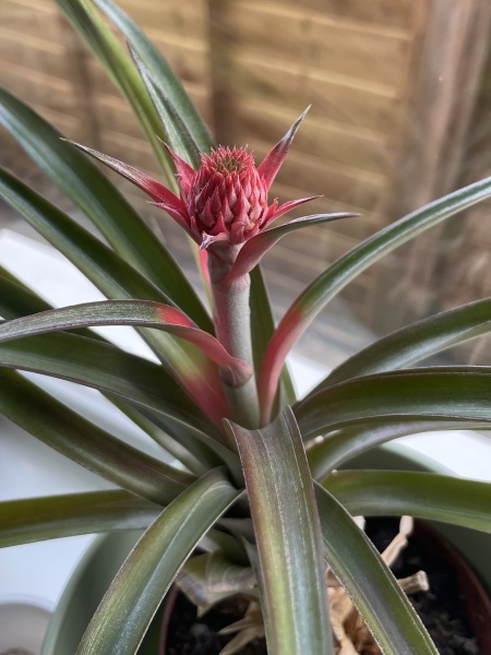 My pineapple plant is flowering!