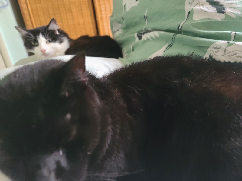 AIBU thinking this is just really irresponsible to get a kitten!
