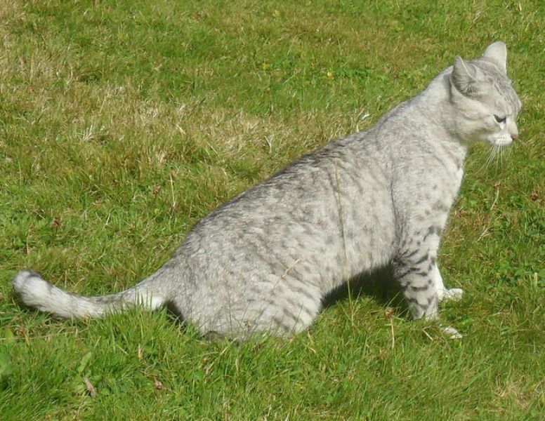 Letting Mau outside?