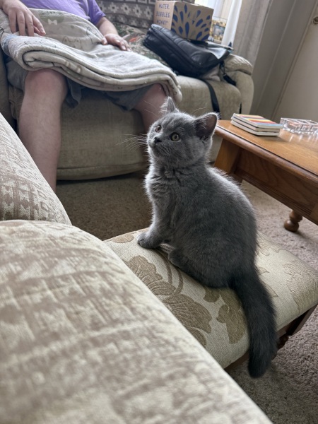 Rodents and Risk Assessments - the Excellent Cats applaud Gizmo's recent achievements