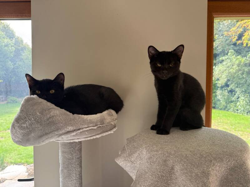 Help - kittens have Giardia and Coccidia!