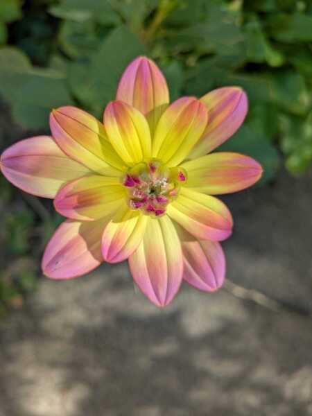 Dahlia Watch 2026
