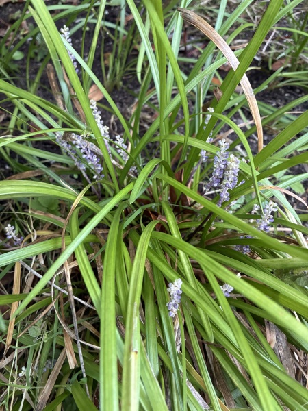 Plant ID please?