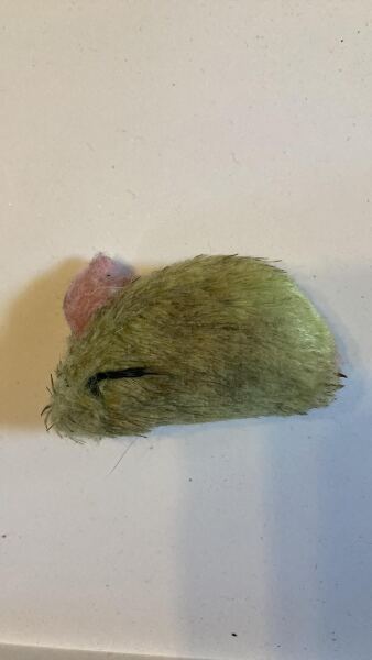 Best playthings for kittens?