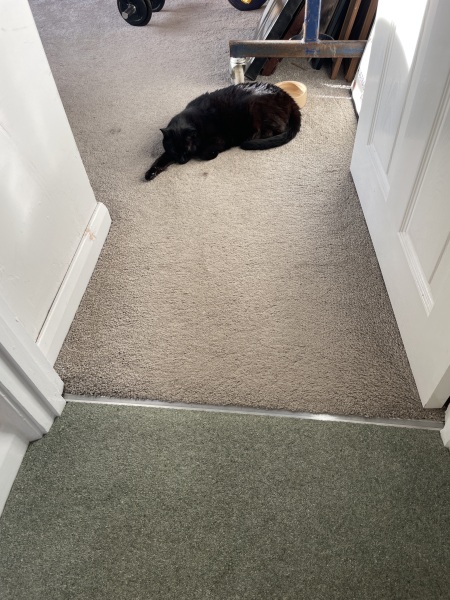 Does you cat sleep in random places?