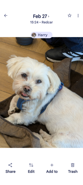 Has anyone used Fur and Forever for pet memorial jewellery?