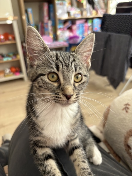 Meet Dora 💕