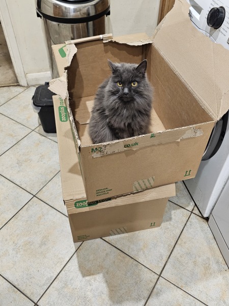 Rodents and Risk Assessments - the Excellent Cats applaud Gizmo's recent achievements