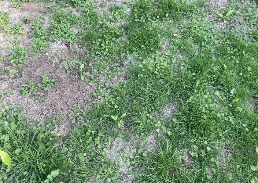 Need serious help with my “lawn”