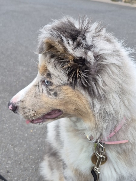 Puppy survival tips for bringing home a female Border Collie