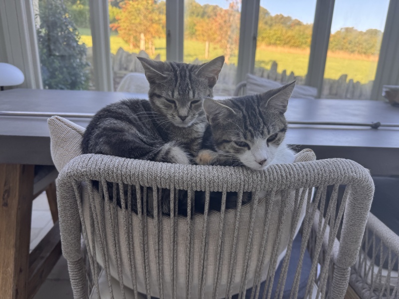 Help - kittens have Giardia and Coccidia!