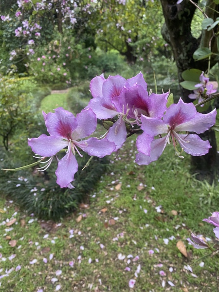 Niche - South African tree ID