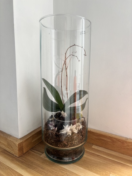What leafy houseplant could replace an orchid in a nice planter?