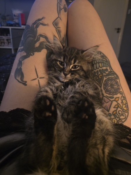 Kitten love ❤️ meet vlad 🥰