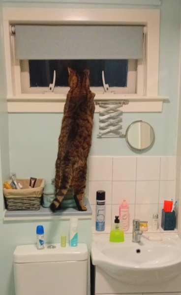 How have you upset your cat today?