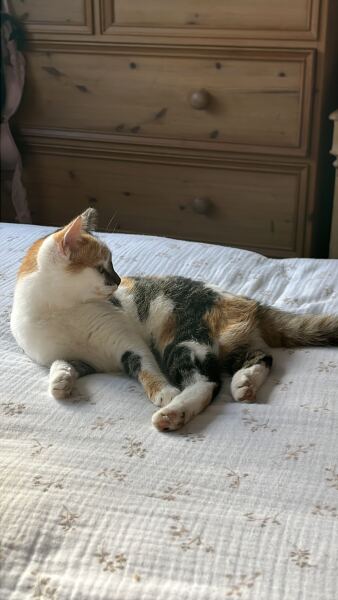 New tiny kitten