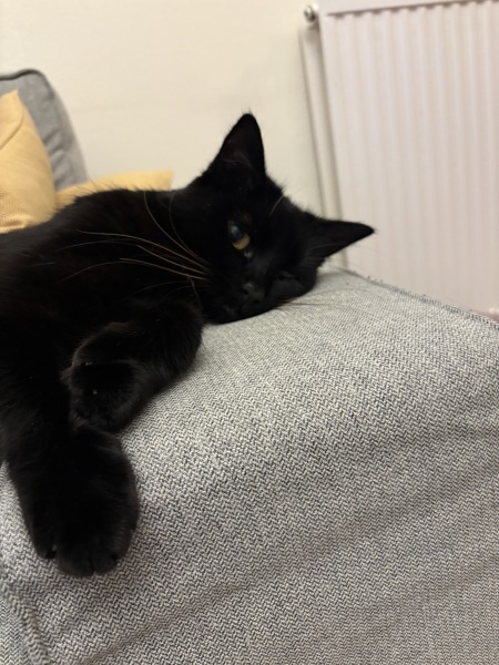 How to get cat back? Help!