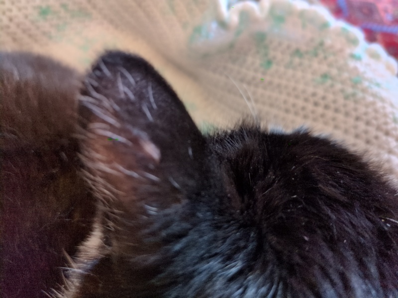 Cat ear lesion - could it be cancer?