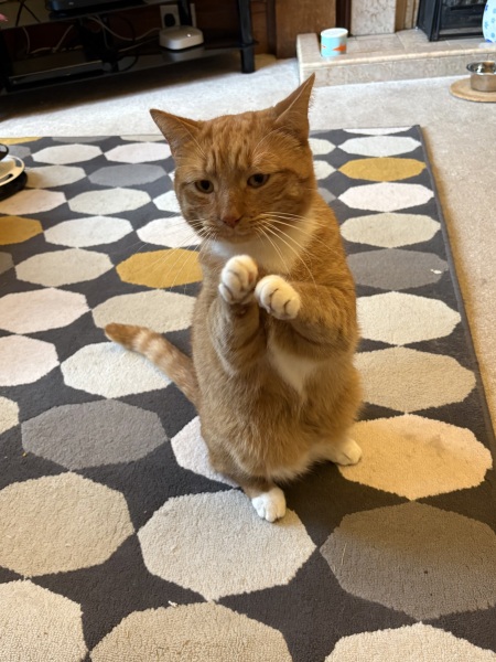 New cat still hungry?