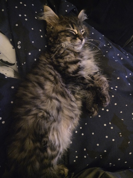 Kitten love ❤️ meet vlad 🥰