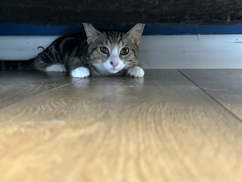 Pic of my new kitten, help me name him ?