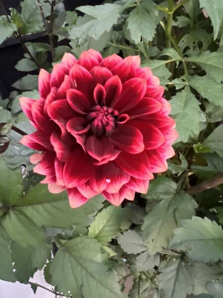 Dahlia Watch 2026