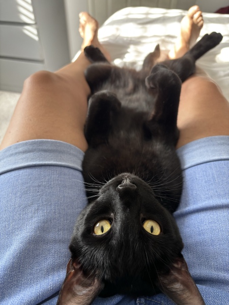 Is it fine to brush a cat every day?