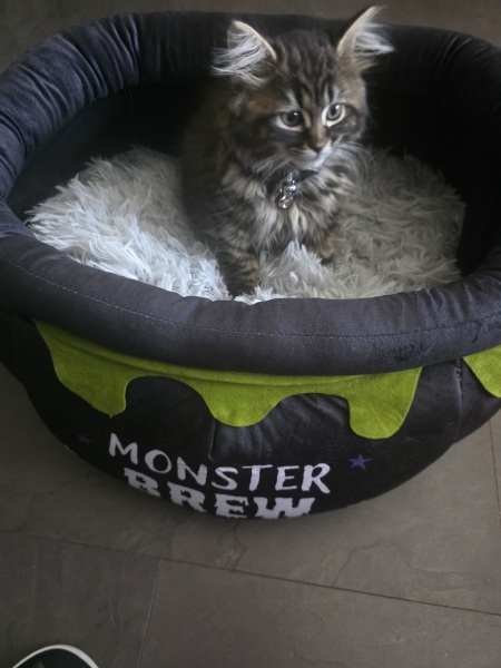 Kitten love ❤️ meet vlad 🥰