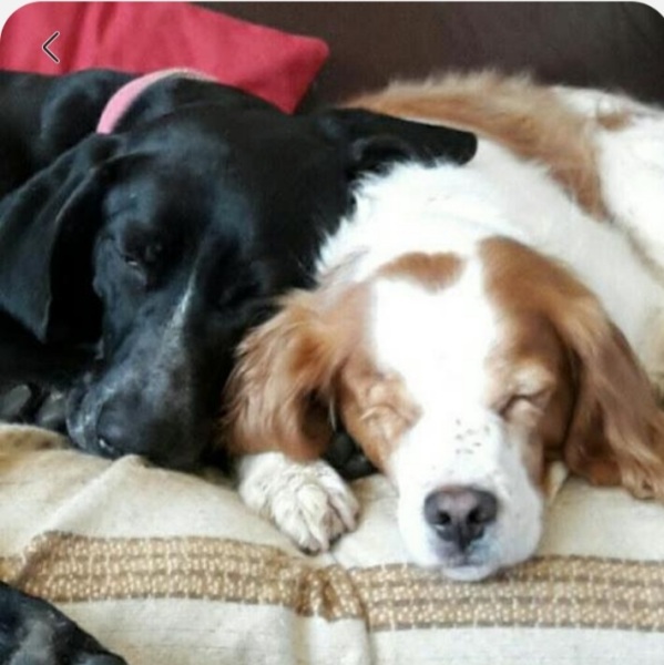 Has anyone had a good experience with a rescue dog?