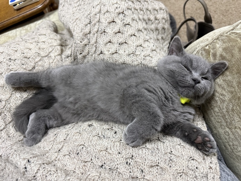 Rodents and Risk Assessments - the Excellent Cats applaud Gizmo's recent achievements