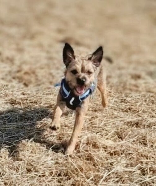 Recommendations for a first family dog breed
