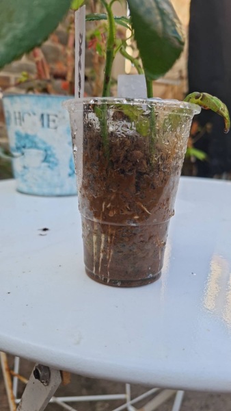 Rose cuttings leaves crinkling