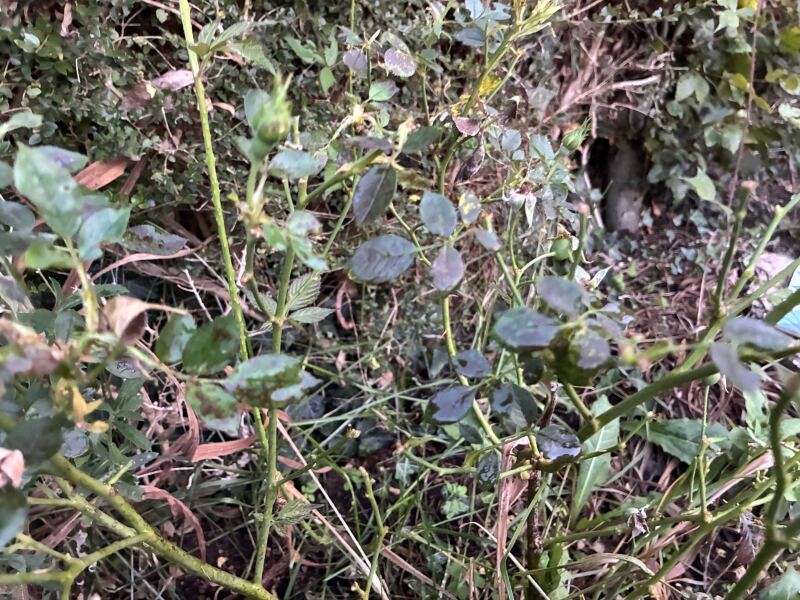 What’s wrong with my mini rose bush?