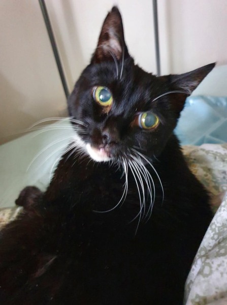 What's the worst thing your pet has done?