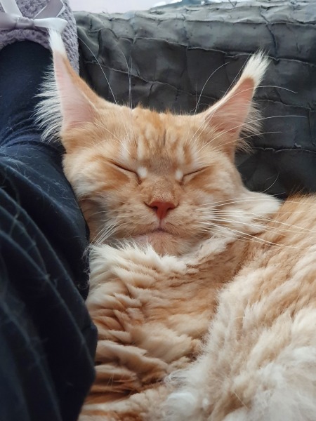 Kitten love ❤️ meet vlad 🥰